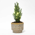 Christmas tree 'Ellwoodii' (Chamaecyparis) in Echo decorative pot – Ø9 cm, 25–30 cm high – Christmas lights
