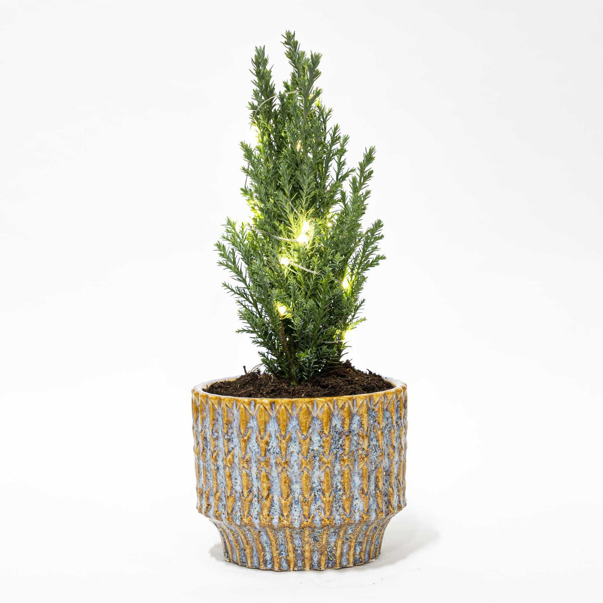 Julgran 'Ellwoodii' (Chamaecyparis) i Echo-prydnads kruka – Ø9 cm, 25–30 cm hög – julbelysning