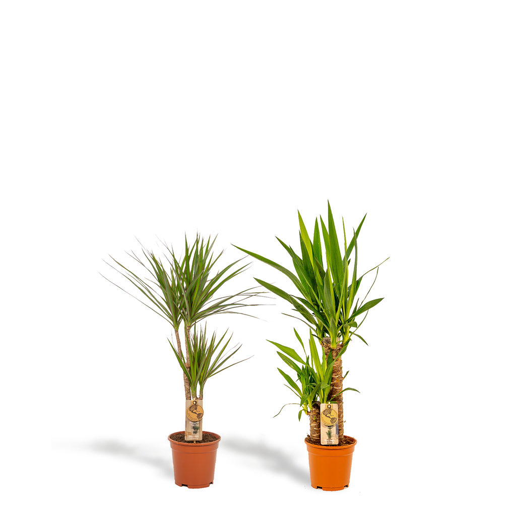 Dracaena ↨70 cm (arbre au dragon) – Ø17 cm