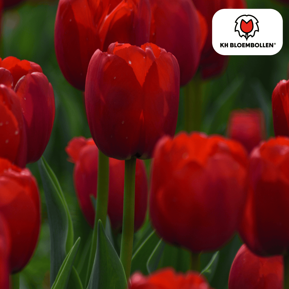 Tulp 'Seadov' – 20 bloembollen (bolmaat 11/12)