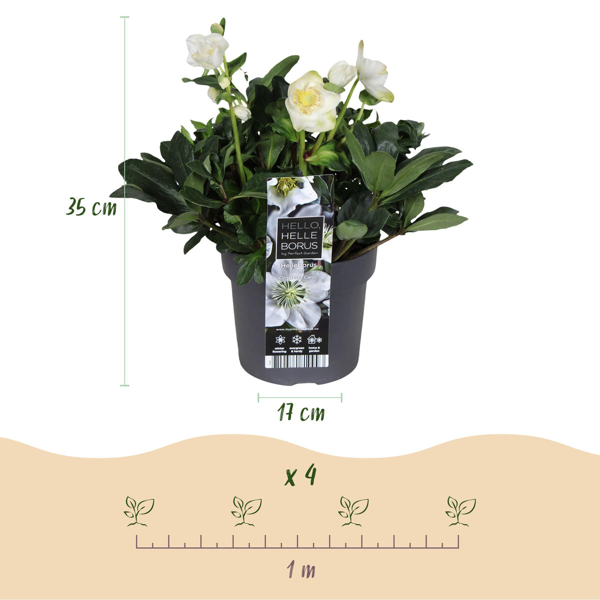 Helleborus 'Christmas Carol' (kerstroos) – Ø17 cm, 35 cm hoog – foto 3
