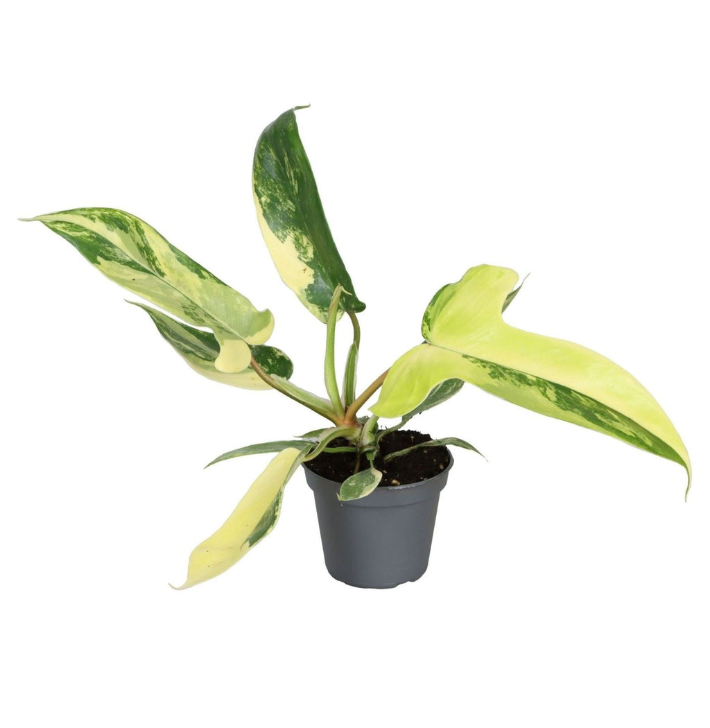 Philodendron Florida Beauty – Ø6 cm, 13 cm high – photo 2