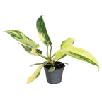 Philodendron Florida Beauty – Ø6 cm, 13 cm high