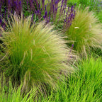 Stipa tenuifolia 'Pony Tails' (Federgras) – 2 Pflanzen, Ø 17 cm, 50 cm hoch