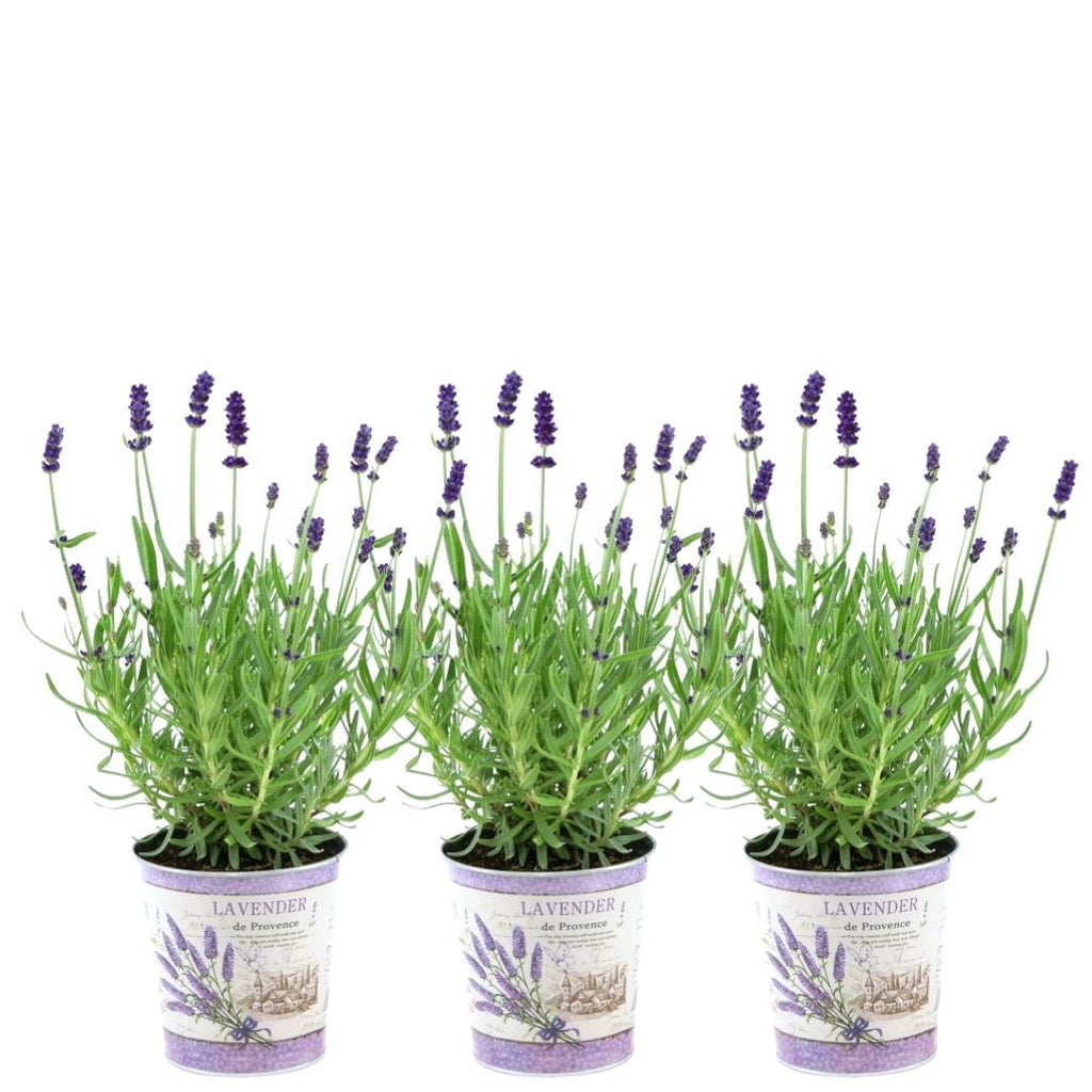 Lavandula angustifolia 'Felice' (lavender) in lavender-print decorative pot – 3 plants, Ø13 cm, 250 cm high