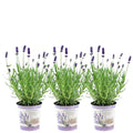 Lavandula angustifolia 'Felice' (lavender) in lavender-print decorative pot – 3 plants, Ø13 cm, 250 cm high