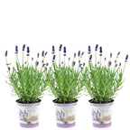 Lavandula angustifolia 'Felice' (lavender) in lavender-print decorative pot – 3 plants, Ø13 cm, 250 cm high