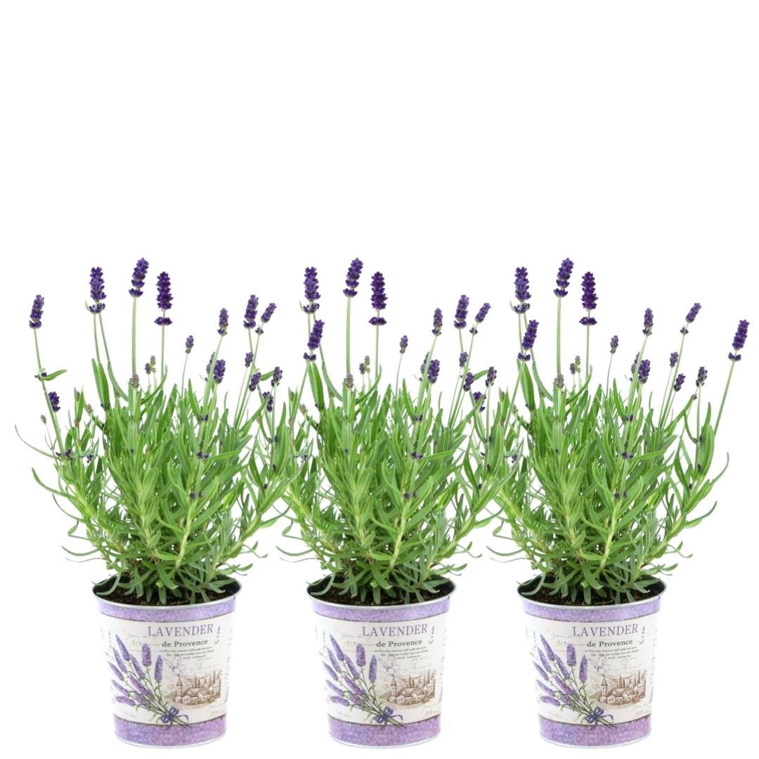 Lavandula angustifolia 'Felice' (lavender) in lavender-print decorative pot – 3 plants, Ø13 cm, 250 cm high
