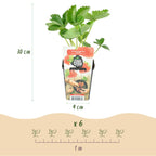 Fragaria 'Elsanta' (Walderdbeere) – 6 Pflanzen, Ø9 cm, 30 cm hoch