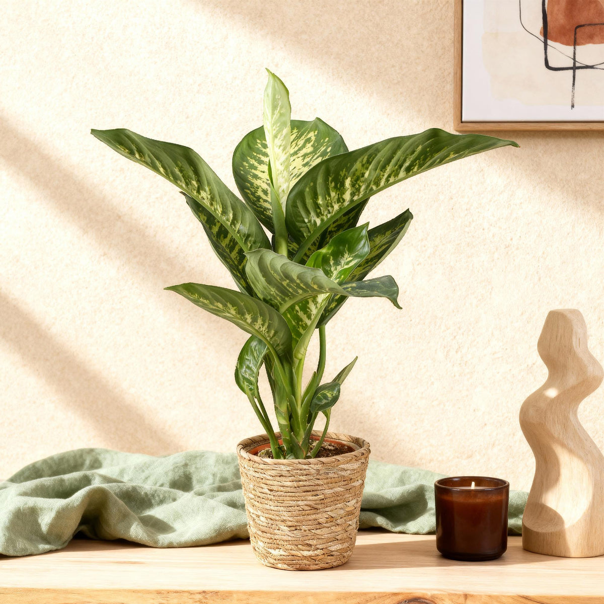 Dieffenbachia met mand – Ø21 cm, 90–100 cm hoog