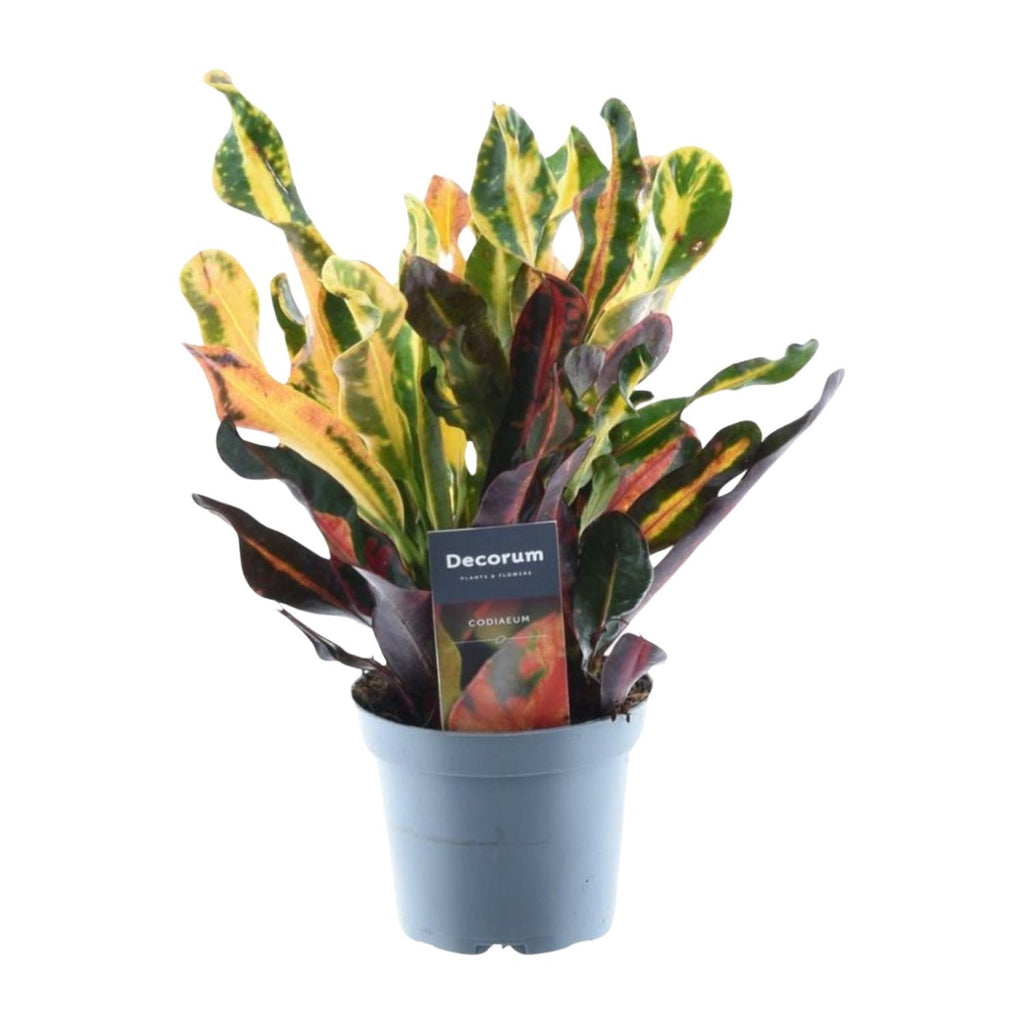 Codiaeum variegatum 'Mammi' (croton) – Ø12 cm, 30 cm hoog