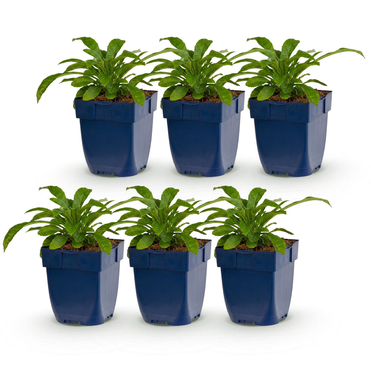 Campanula pers. 'Alba' (perzikbladklokje) – wit – 6 planten, Ø11 cm, 15–25 cm hoog