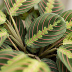 Maranta Fascinator Tricolor (plante prieuse) – Ø6 cm, 12 cm de haut