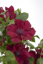 Clematis 'Nubia' (Virgin's Bower) – Ø15 cm, 65 cm high