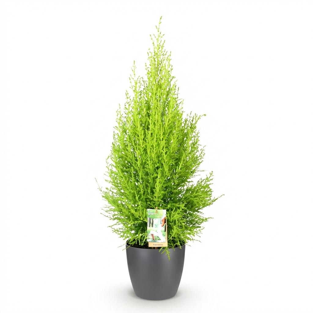 Cupressus Gold Crest Wilma (Zimmer-Lebensbaum) im grauen Kunststofftopf – Ø 21 cm, 85–95 cm hoch – Bild 2
