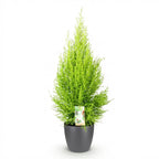 Cupressus Gold Crest Wilma (Zimmer-Lebensbaum) im grauen Kunststofftopf – Ø 21 cm, 85–95 cm hoch