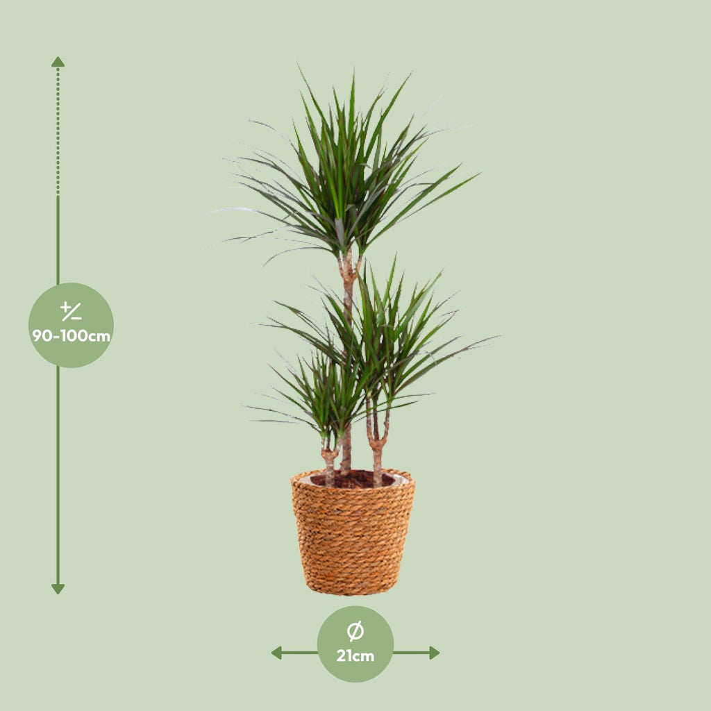 Dracaena marginata (dragebreg) – Ø21 cm, 95 cm høj