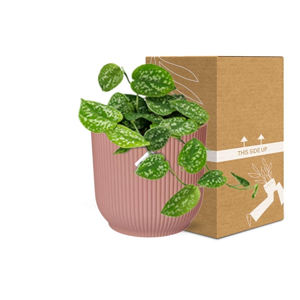 Scindapsus pictus ‘Argyraeus’ i ELHO Vibes Fold 14 cm pink – 20 cm høj