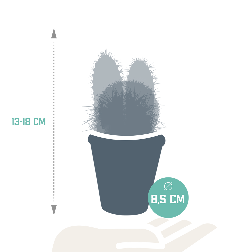 Kaktusmix (Cactaceae) i terrakottakrukke – Ø9 cm, 18 cm høj