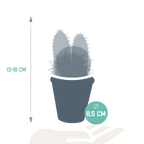 Kaktusmix (Cactaceae) i terrakottakrukke – Ø9 cm, 18 cm høj