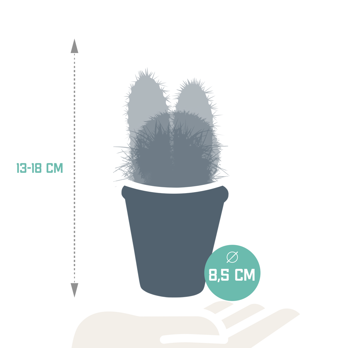 Kaktusmix (Cactaceae) i terrakottakrukke – Ø9 cm, 18 cm høj