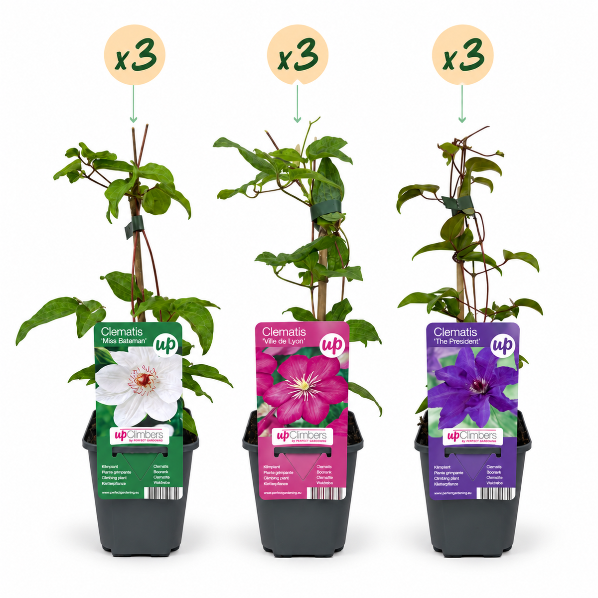 Clematis 'Tricolour' (driekleurige bosrank) – paars-roze-wit – 9 planten, Ø9 cm, 35 cm hoog