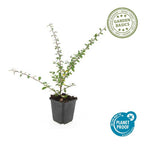 Cotoneaster suec. 'Coral Beauty' (dwarf cotoneaster) – 60 plants, Ø9 cm, 10–25 cm high