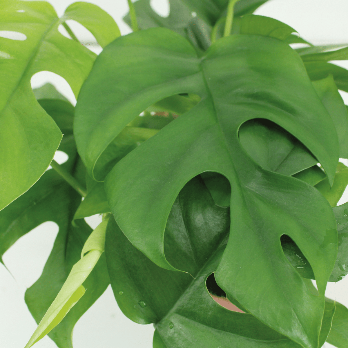 2× Monstera Minima grimpante (plante percée) (mini-monstera) en kokodama (boule de fibre de coco) – Ø15 cm, 25 cm de haut