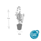 Nepeta ‘Walker’s Low’ (catmint) – 12 plants, Ø9 cm, 10–25 cm high