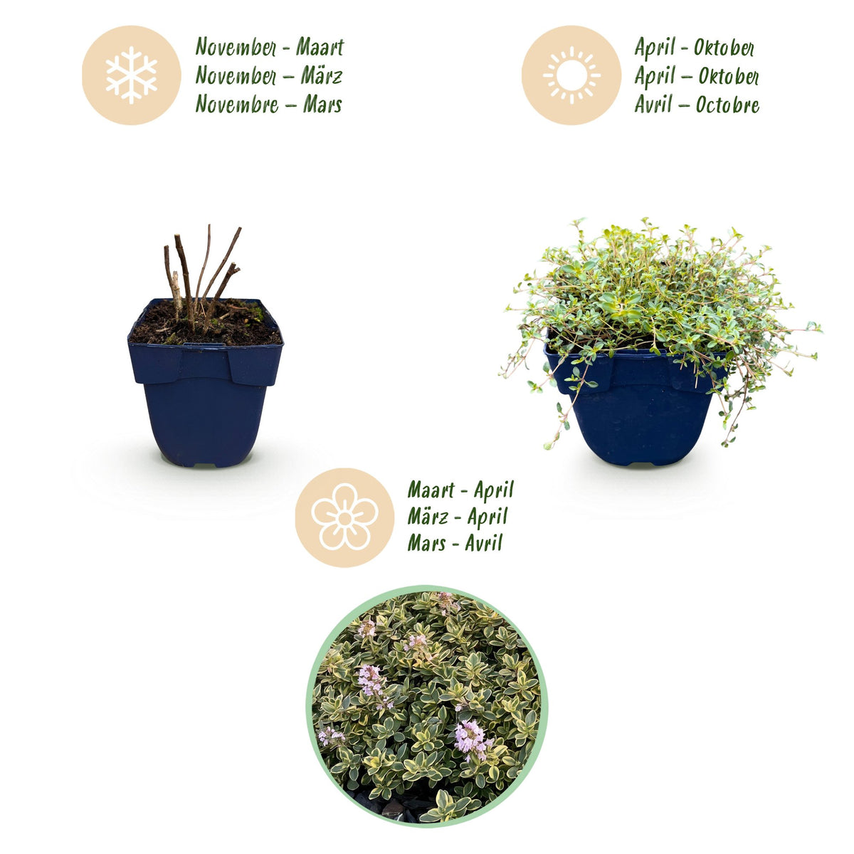 Thymus citr. 'Sambesi' (tijm) – geel – 6 planten, Ø11 cm, 15–25 cm hoog