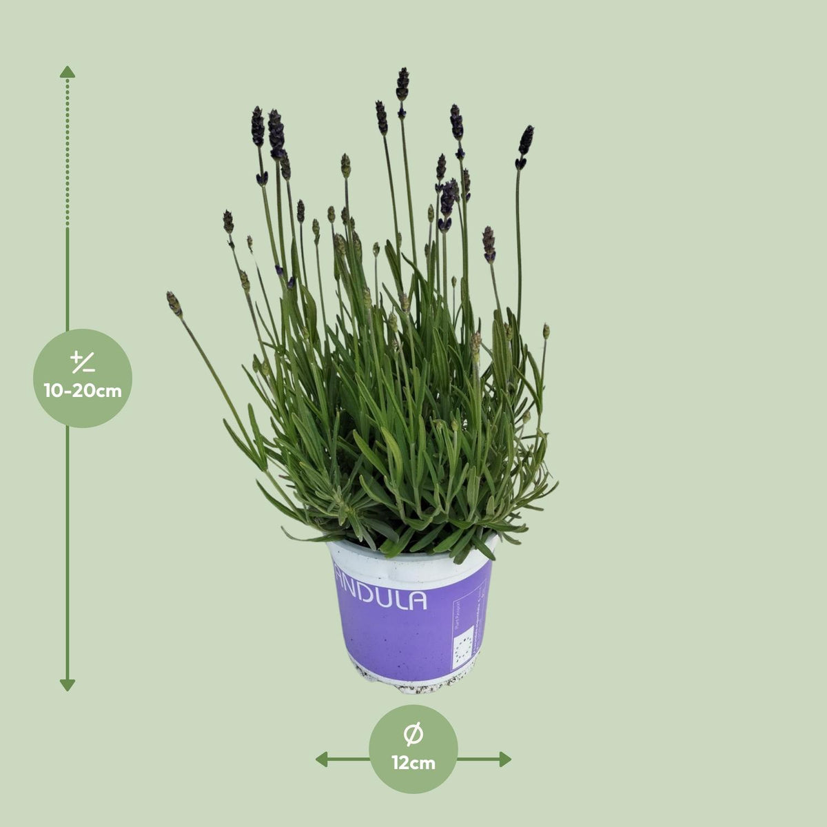 Lavendel Lavandula Hidcote Blue Blau – Ø12 cm, 20 cm hoch