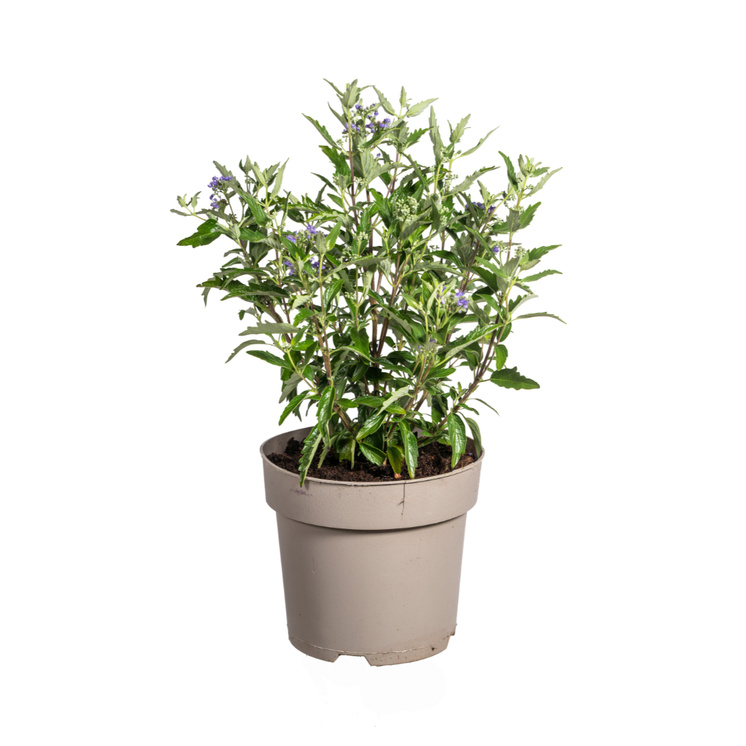 Caryopteris × 'Clandonensis' (baardbloem) – Ø19 cm, 40–50 cm hoog