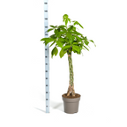 Pachira aquatica (geldboom) – Ø27 cm, 130–150 cm hoog