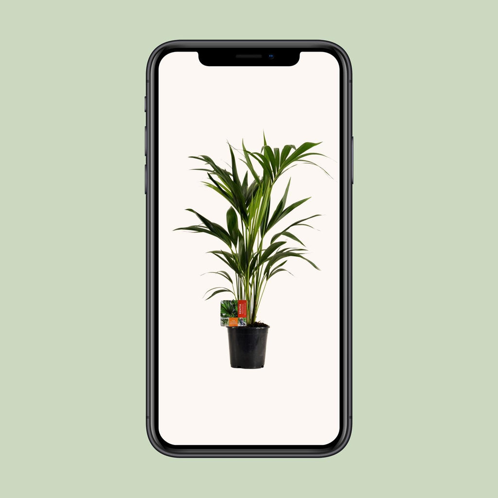 Howea forsteriana (Kentia palm) – Ø19 cm, 100 cm high – photo 9