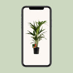 Howea forsteriana (Kentia palm) – Ø19 cm, 100 cm high
