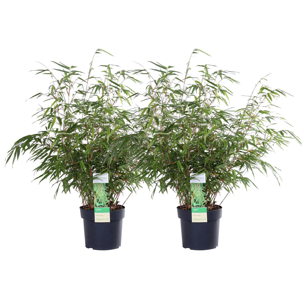 Fargesia rufa (bamboo) – 2 plants, Ø19 cm, 60 cm high