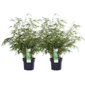Fargesia rufa (bamboo) – 2 plants, Ø19 cm, 60 cm high