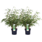 Fargesia rufa (bamboo) – 2 plants, Ø19 cm, 60 cm high