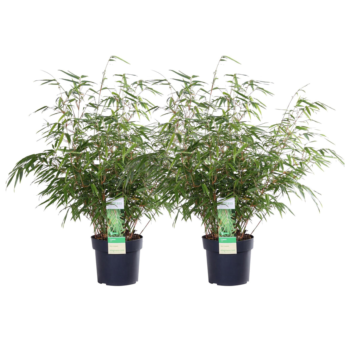 Fargesia rufa (bamboo) – 2 plants, Ø19 cm, 60 cm high