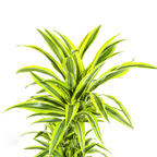 Dracaena Deremensis Lemon Lime (Drachenbaum) mit Korb – Ø24 cm, 130–150 cm hoch