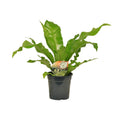 Asplenium nidus (fugleredbreg) – Ø17 cm, 60 cm høj