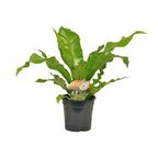 Asplenium nidus (fugleredbreg) – Ø17 cm, 60 cm høj