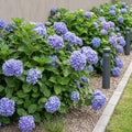 Hydrangea macrophylla (hydrangea) – blue – 3 plants, Ø17 cm, 30 cm high