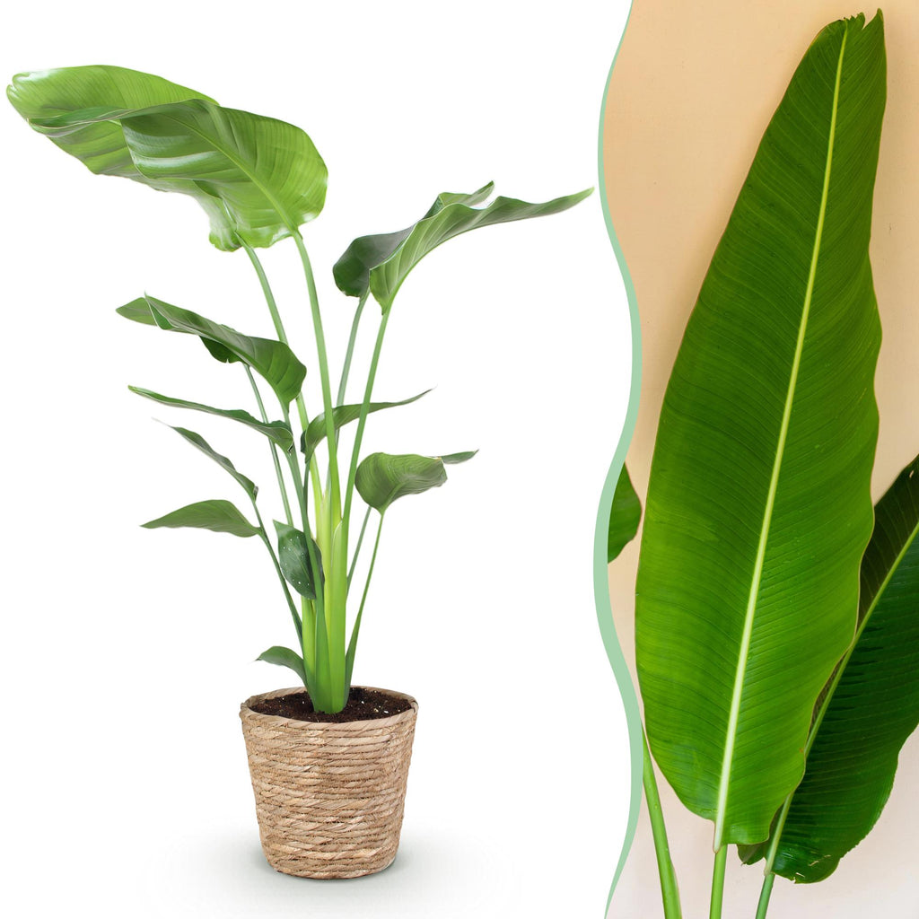 Stelitzia nicolai (Strelitzia) met mand – Ø21 cm, 110–120 cm hoog