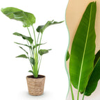 Stelitzia nicolai (Strelitzia) met mand – Ø21 cm, 110–120 cm hoog