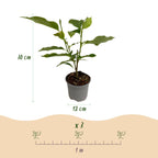 Magnolia liliiflora 'Nigra' – violett – Ø 12 cm, 30 cm hoch