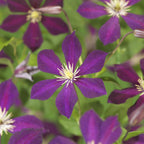 Clematis 'Mikelite' (Waldrebe) – violett – 2 Pflanzen, Ø 11 cm, 40 cm hoch