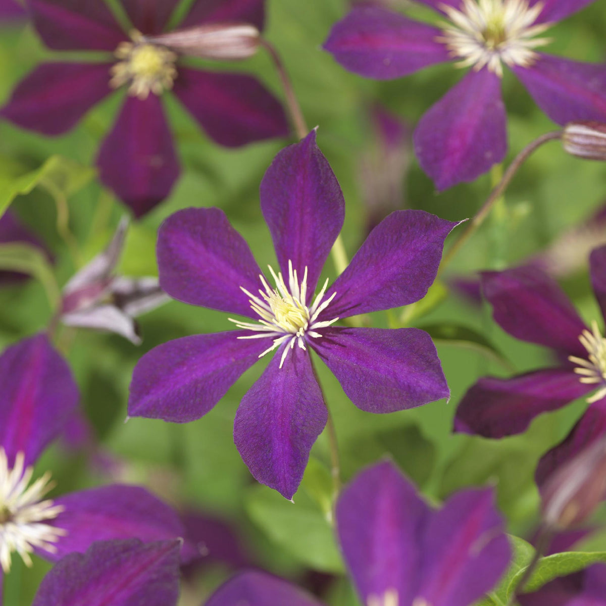 Clematis 'Mikelite' (bosrank) – paars – 2 planten, Ø11 cm, 40 cm hoog