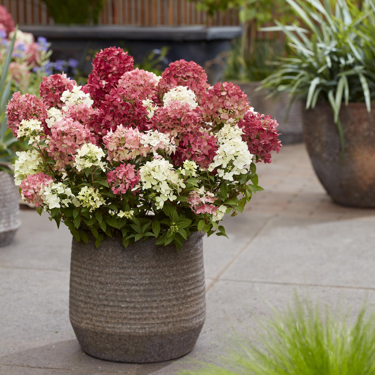 Hydrangea panniculata 'Groundbreaker Ruby' (pluimhortensia) – rood – 8 planten, Ø14 cm, 20–25 cm hoog