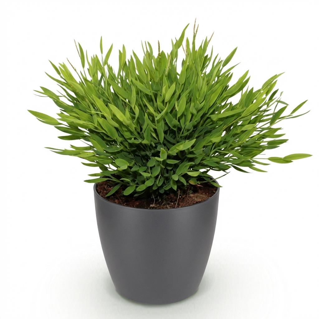 Bamusa Pogonatherum Monica (bamboegras) in Potter-sierpot grijs – Ø12 cm, 20 cm hoog